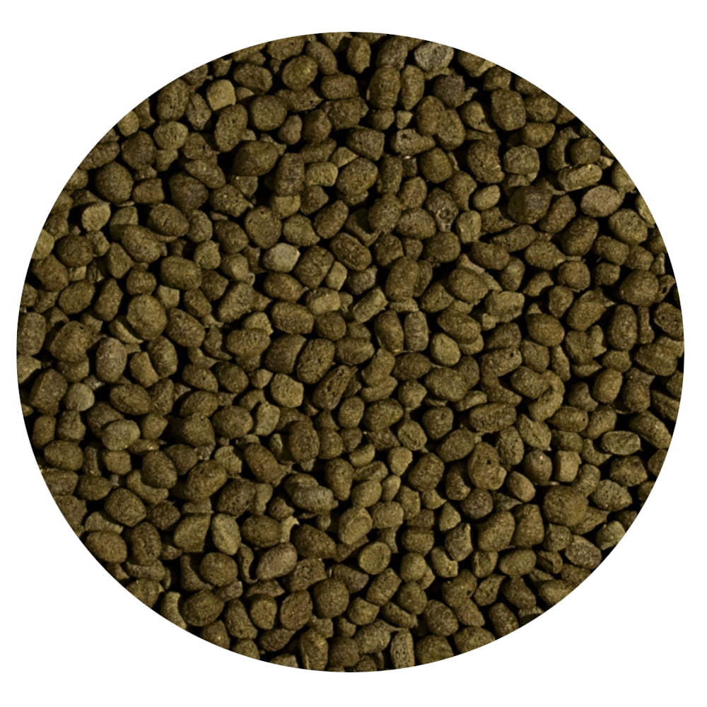 Koi spirulina pellet M.jpg